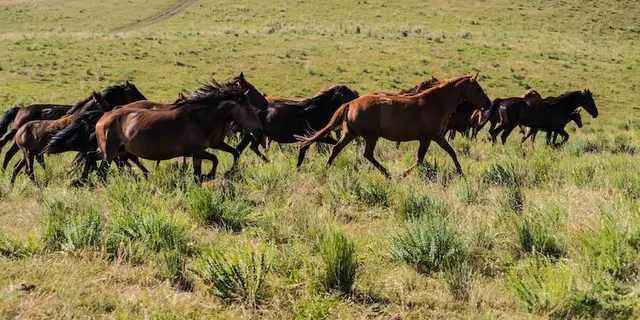What do you need to know before owning a horse ranch?