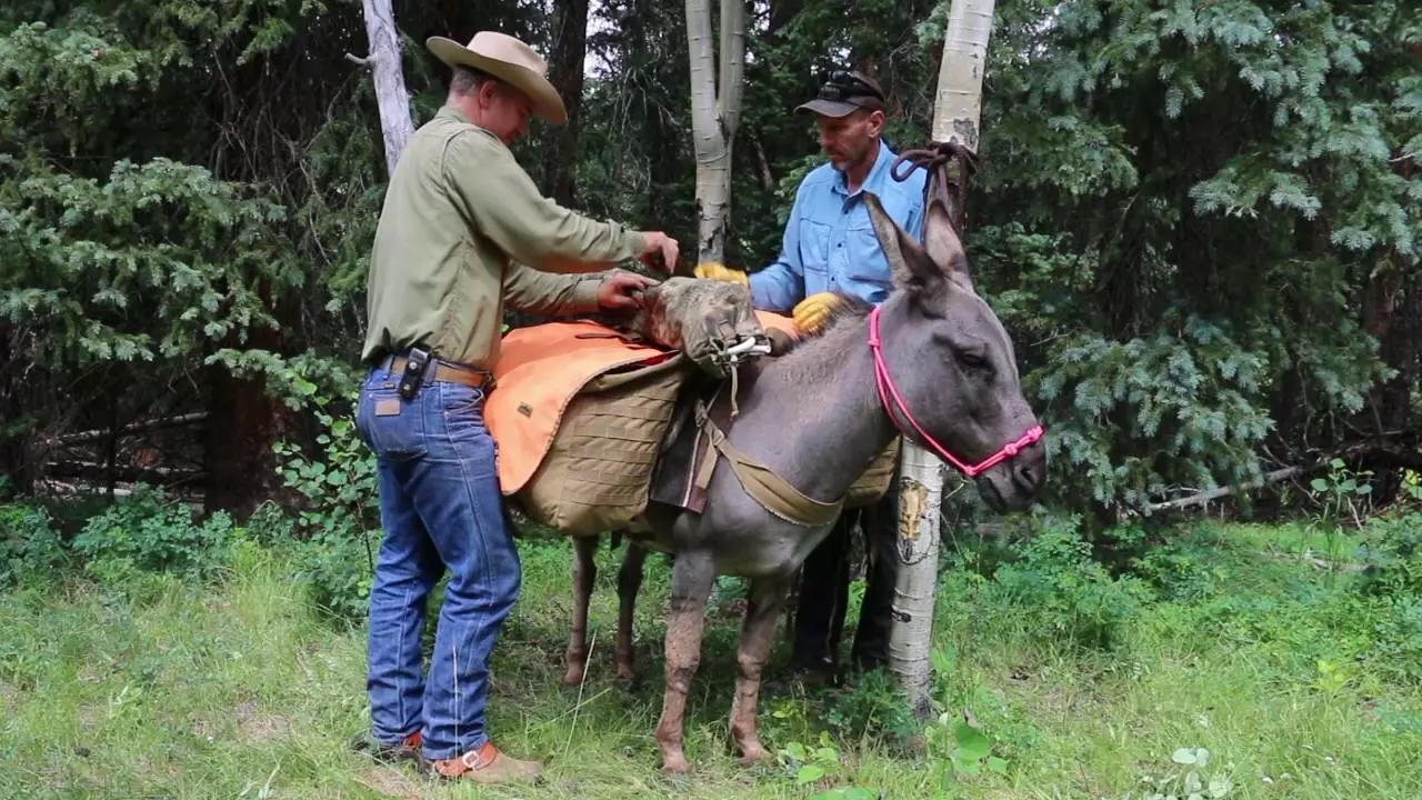 How to ride a mule?