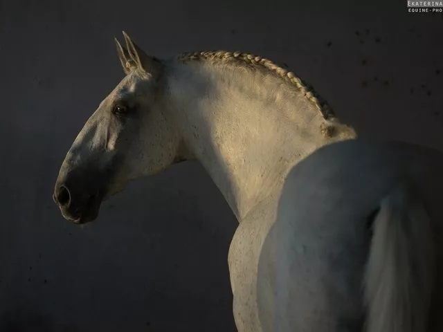 What causes the Roman Nose feature in a horse?